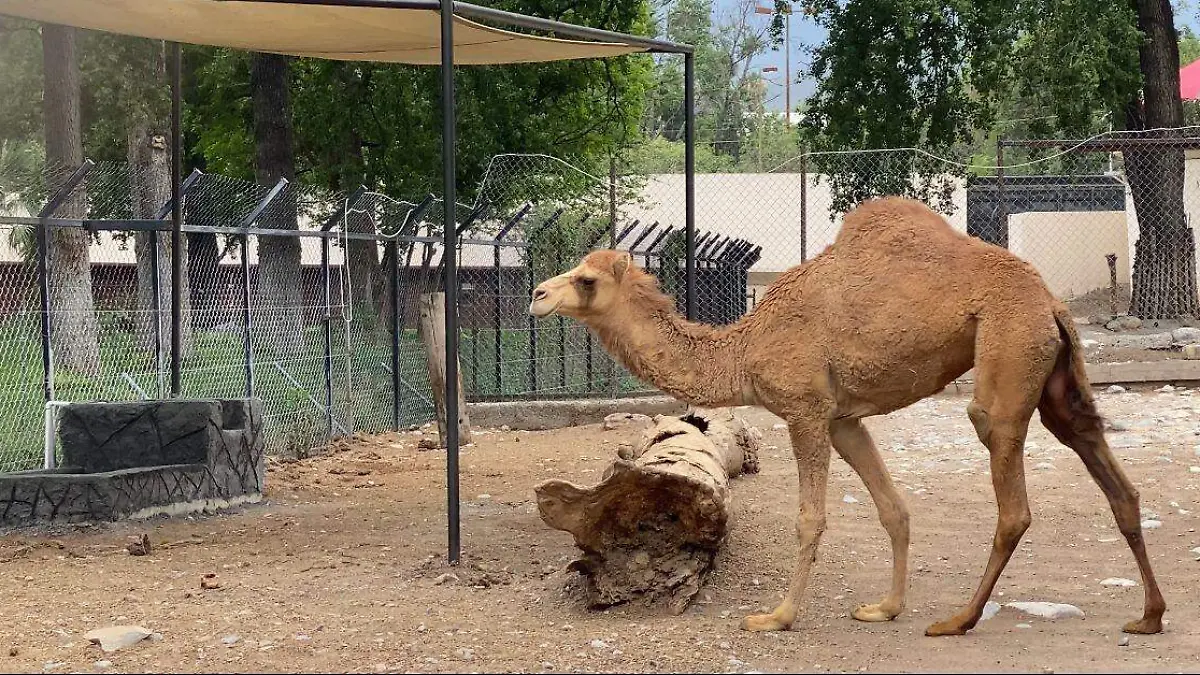 Luna, con su imponente joroba y andar elegante, ha sido colocada en la región asiática del zoológico